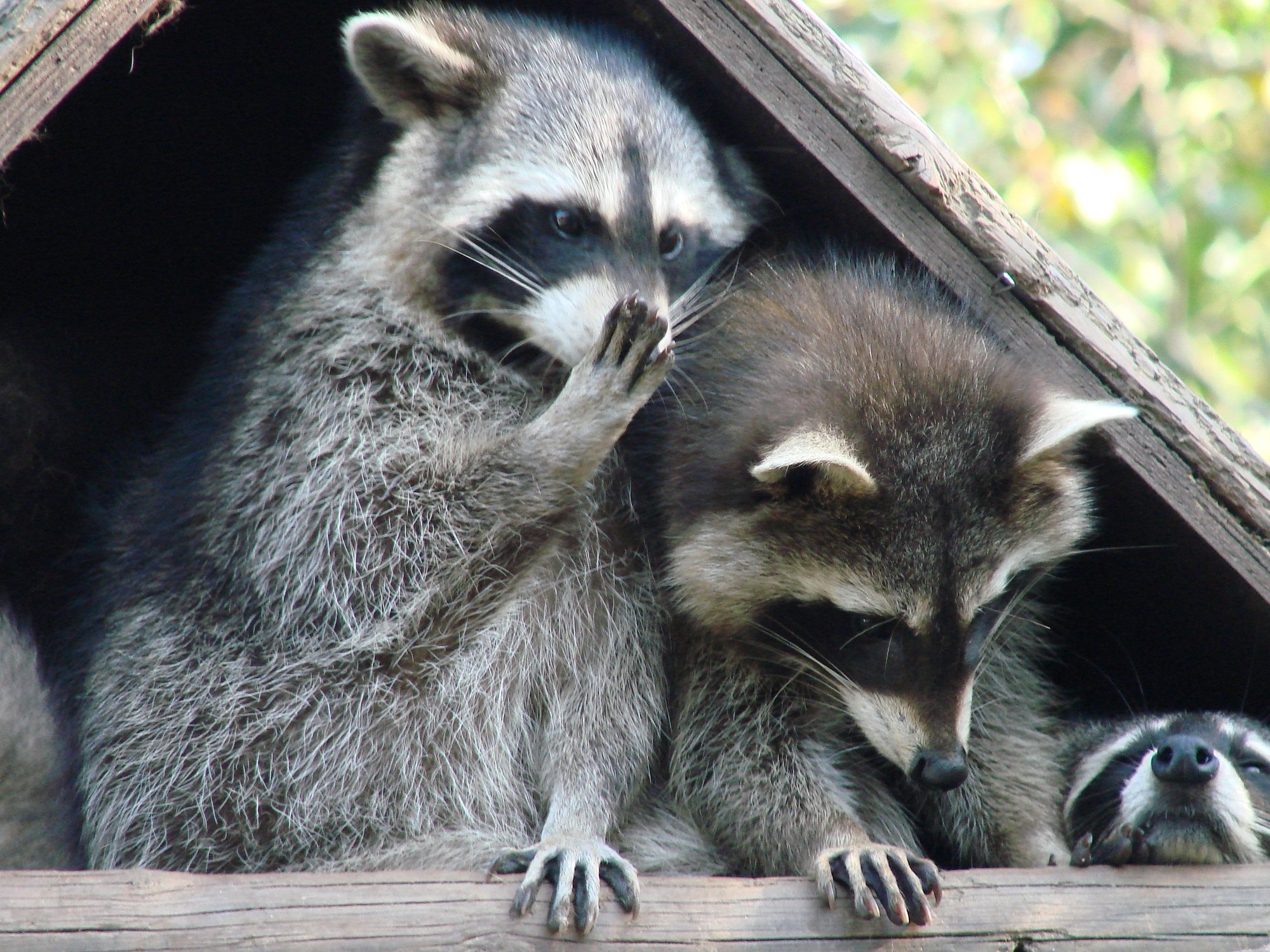 Audience needs to hear Racoons resting together, with one appearing to groom another